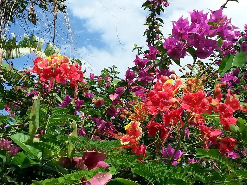 L'Ecomusee Creole De La Guadeloupe Sainte-Rose Eksteriør billede