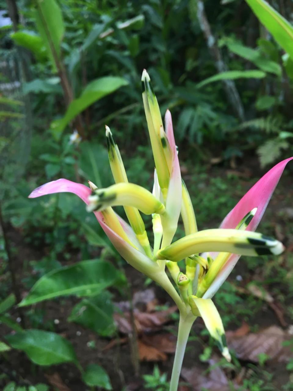 L'Ecomusee Creole De La Guadeloupe Sainte-Rose Eksteriør billede