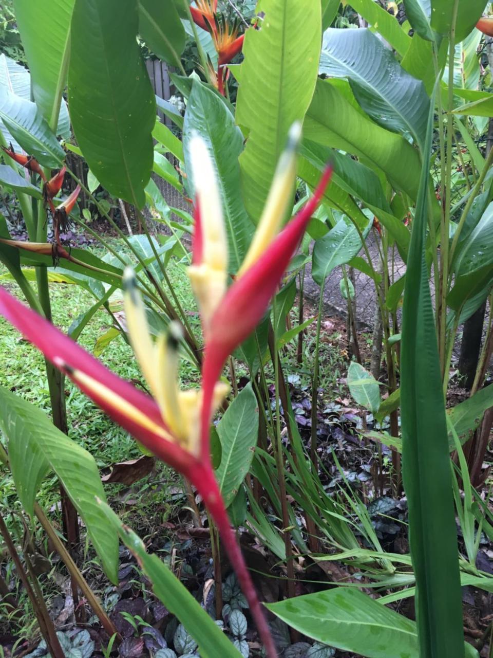 L'Ecomusee Creole De La Guadeloupe Sainte-Rose Eksteriør billede
