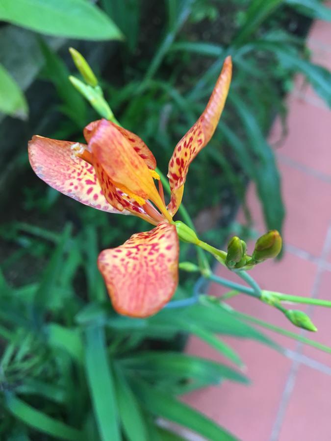 L'Ecomusee Creole De La Guadeloupe Sainte-Rose Eksteriør billede