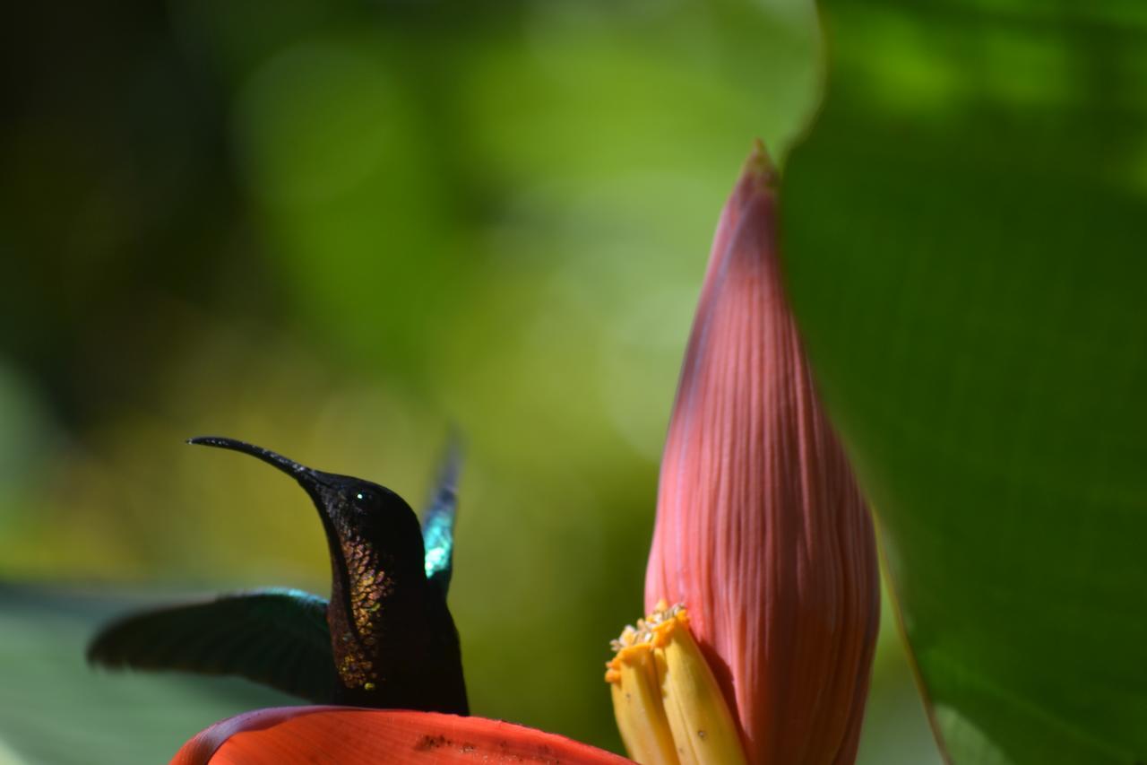 L'Ecomusee Creole De La Guadeloupe Sainte-Rose Eksteriør billede