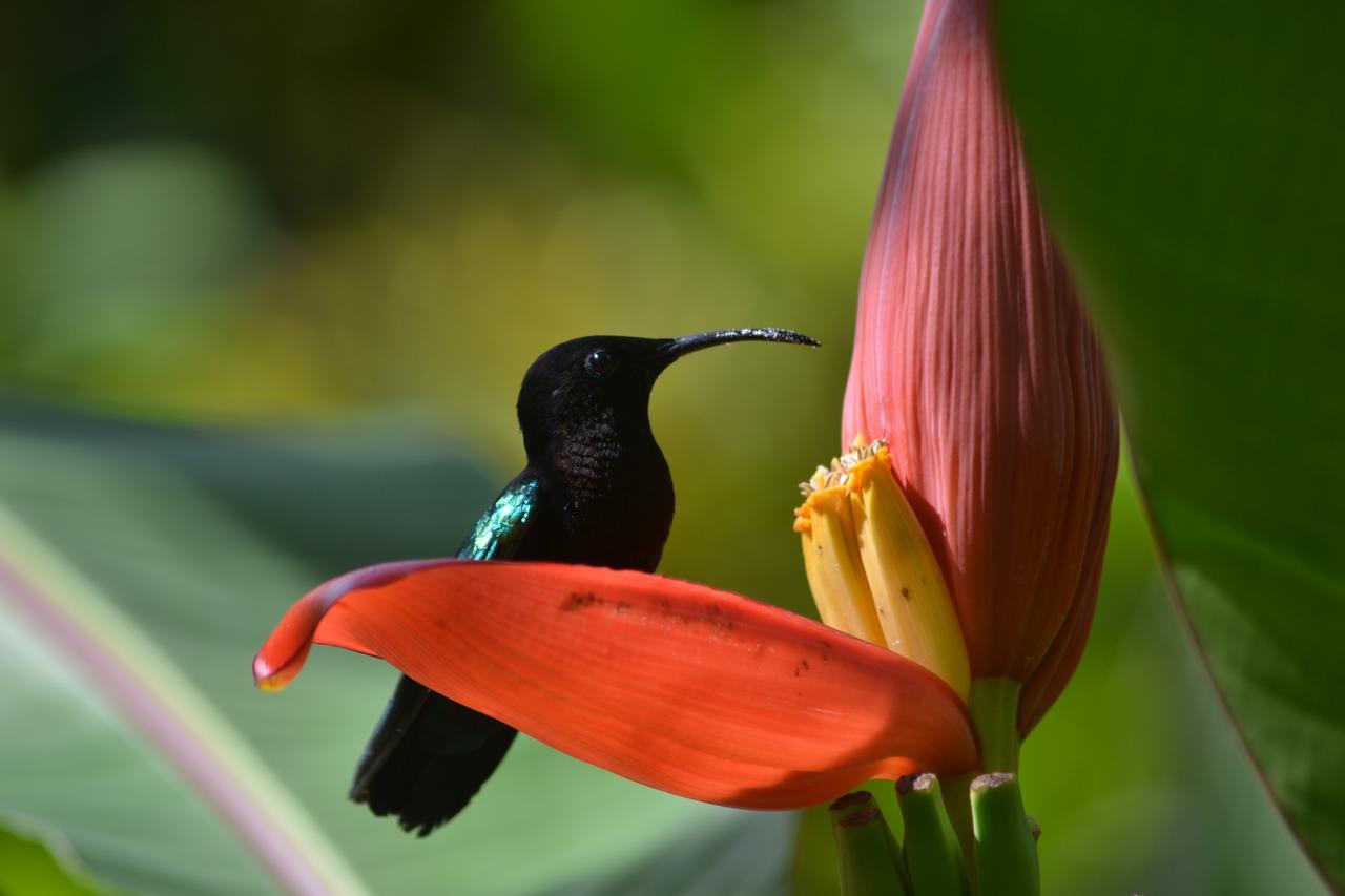 L'Ecomusee Creole De La Guadeloupe Sainte-Rose Eksteriør billede