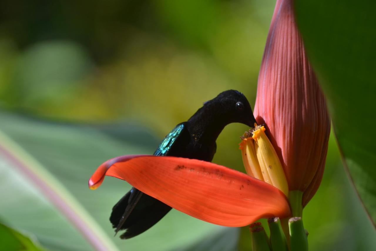 L'Ecomusee Creole De La Guadeloupe Sainte-Rose Eksteriør billede